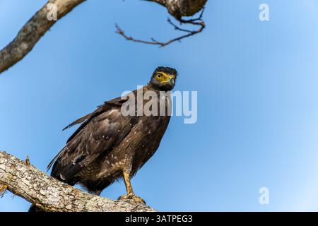 black eagle or Ictinaetus malaiensis stands on branch high up looking around in Yala National Park Sri Lanka. Stock Photo