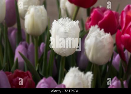 amongst the out of focus tulips, the white fringed tulip is in focus which draws attention to the single bloom Stock Photo
