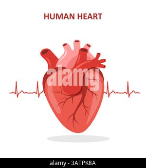 Human heart icon. Internal organ. Cardiology and anatomy concept. Medical Vector illustration in flat cartoon style Stock Vector