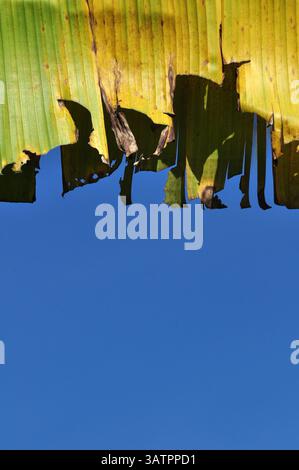 Close-up of a withered and torn banana leaf with a rich texture of decay and discoloration, set against a vibrant blue sky Stock Photo