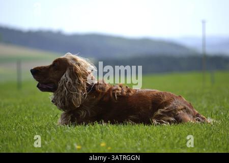 Cocker spaniel lying in the meadow - side profile Stock Photo