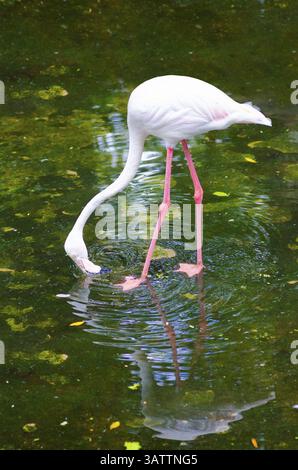 greater-flamingo-phoenicopterus-roseus-filter-feeding-through-beak