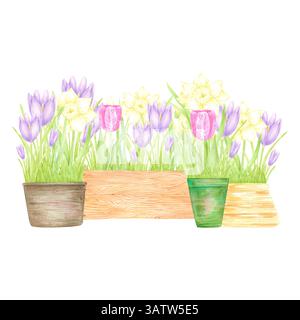 Hand drawn watercolor daffodil crocus and tulip with green leaves in a pots and boxes composition isolated on white background. Can be used for postca Stock Photo
