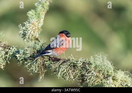 Bullfinch; Pyrrhula pyrrhula; Male; On Lichen Covered Branch; UK Stock Photo