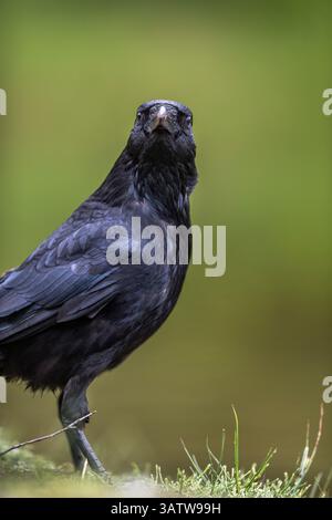 Carrion Crow; Corvus corone; UK Stock Photo