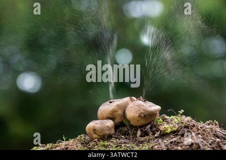 Common Earthball; Scleroderma citrinum; Exploding; UK Stock Photo