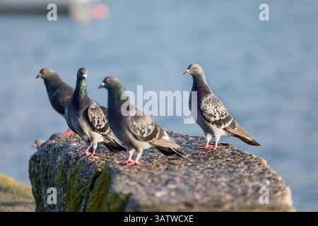 Feral Pigeons; Columba livia domestica; Group on Rock; UK Stock Photo