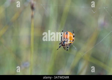 Garden Spider; Araneus diadematus; UK Stock Photo