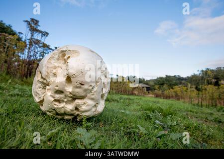 Giant Puffball; Calvatia gigantea; UK Stock Photo
