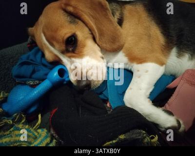 Dog Laying on Their Toys Stock Photo