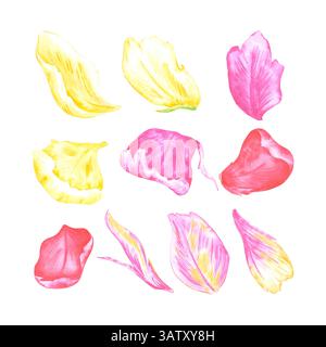 Hand drawn watercolor set of colorful tulips petals. Botanical illustration isolated on white background. Can be used for postcard, label, scrapbook a Stock Photo
