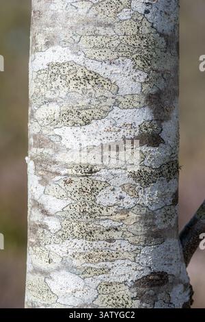Patterns of lichens on a rowan tree trunk, England, UK Stock Photo