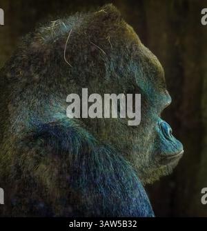 A gorilla with a blue and green mane. The mane is very thick and the fur is very shiny Stock Photo