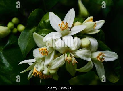 Close-Up of Grapefruit Blossom Flowers with Green Leaves in Natural Light Stock Photo