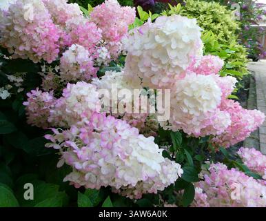 Close-up of a pink and white hydrangea paniculata, or panicled hydrangea, Stock Photo