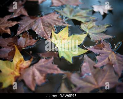 Floating Autumn Maple Leaves on Rippling Water Surface Stock Photo