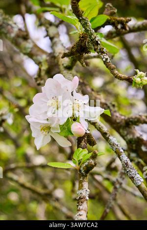 Apple tree in bloom, Malus prunifolia, Rosaceae, Manzano en flor, rural house, Amorebieta, Bizkaia, Basque Country, Spain Stock Photo