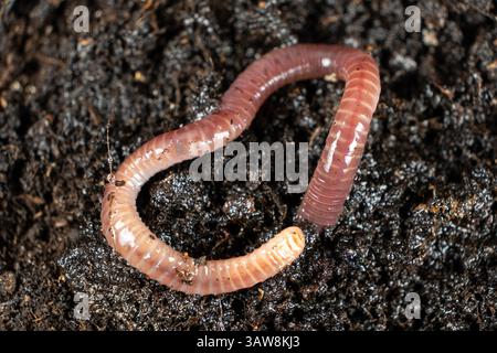 Earthworm on Soil Close-Up Macro View. Stock Photo