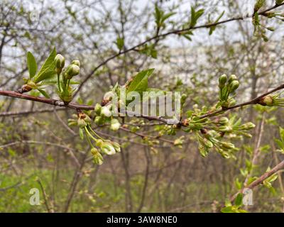 Unopened white buds of wild cherries before blooming. Stock Photo