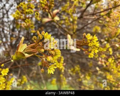 Yellow-Green Bloom of Acer Platanoides Tree Norway Maple. Stock Photo