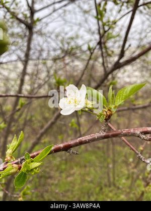 Close-Up of Wild Cherry Flowers Blooming in Spring. Stock Photo