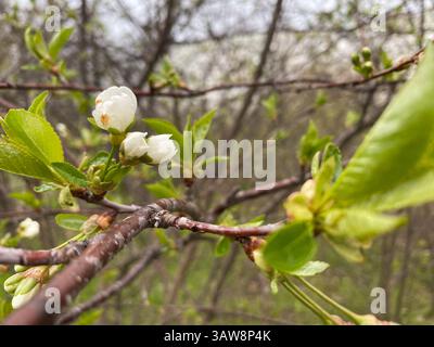 Unopened white buds of wild cherries before blooming. Stock Photo