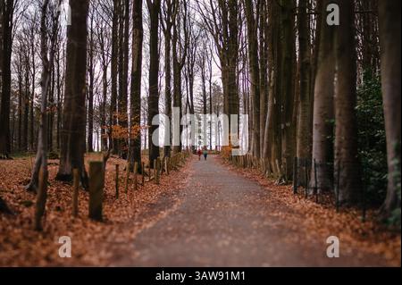 Inside View of a Dense Tall Trees Forest Stock Photo