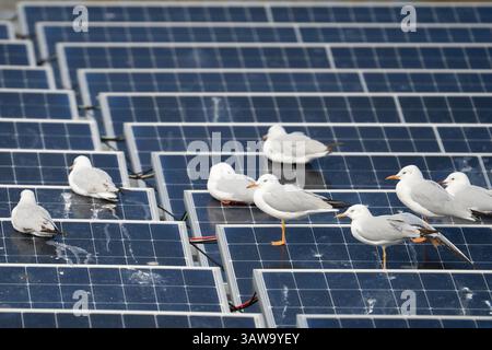 A group of slender billed gulls resting on solar panels. Stock Photo