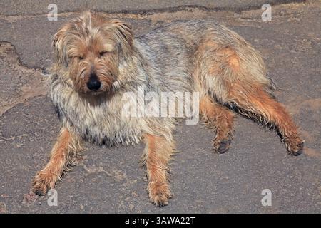 Shaggy dog. Overgrown, untrimmed and dirty dog. Homeless dog with shaggy fur and beard. Street dog resting on the asphalt. Shaggy, dirty dog Stock Photo