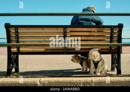 A person sits on a bench on Sidmouth seafront  with two cute white dogs looking out to sea Stock Photo
