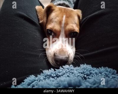 Dog Resting its Head on Owners Lap Stock Photo