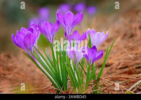 Vibrant purple crocus flowers with dewdrops glistening in soft sunlight, symbolizing the beauty of spring and renewal. Stock Photo