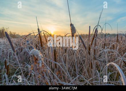 Frost-covered cattails at sunrise on a cold autumn morning Stock Photo