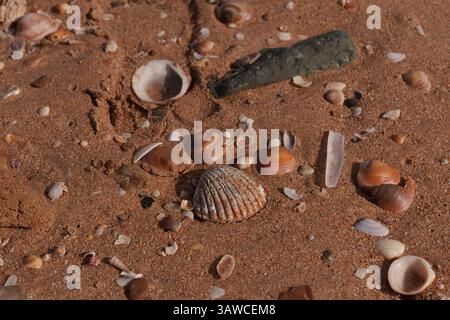 Variety of seashells and pebbles scattered on a sandy beach, creating a beautiful natural arrangement Stock Photo