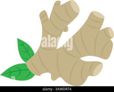 indian spice Ginger Root Fresh Stock Vector
