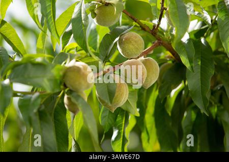 A view of several unripened peaches growing on a tree. Stock Photo