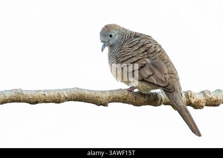 Zebra dove with soft feather patterns perched on a branch against a clean white background, looking down in a calm and peaceful pose. Stock Photo