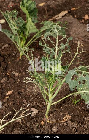 Cabbage leaves in holes in the garden. Pests are a cabbage butterfly ...