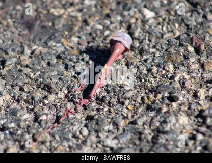 pink nail polish left on ground Stock Photo
