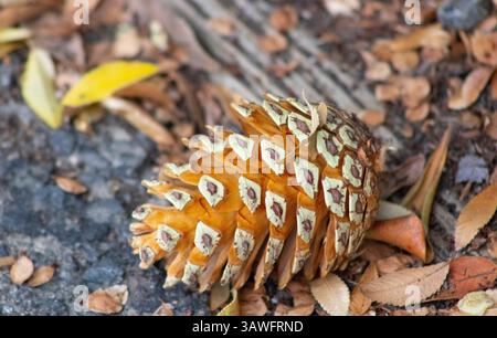 light colored pine cone on ground Stock Photo