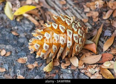 light colored pine cone on ground Stock Photo