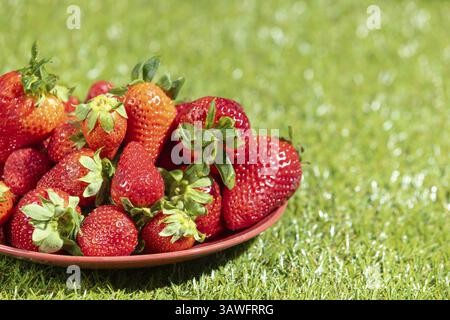 A red plate full of fresh strawberries on a green lawn in sunny light Stock Photo