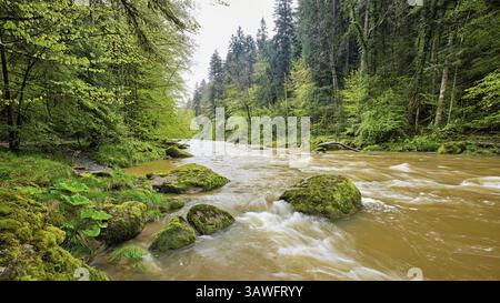 European beech trees shedding leaves, in the foreground moss-covered stones on the river Sihl, Sihlsprung, Menzingen, Canton Zug, Switzerland, Europe Stock Photo