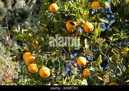 yellow citrus lemon fruit growing on tree in summertime Stock Photo