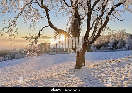 Rising sun shining through a tree full of rough tyres, behind the Alpstein mountains, Beinwil, Freiamt, Canton Aargau, Switzerland, Europe Stock Photo