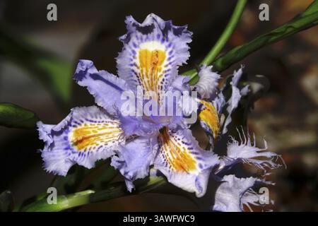 Flower of the fringed iris, Germany, Europe Stock Photo