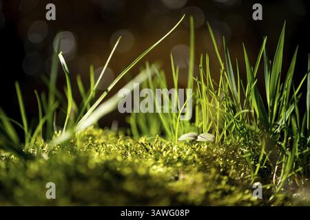 Lush green on moss and grass in close-up with blurred background Stock Photo