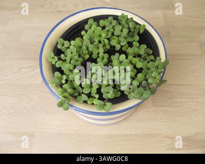 Sprouted herbs in a pot Stock Photo