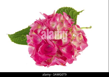 Pink Hydrangea flower isolated over white background Stock Photo - Alamy