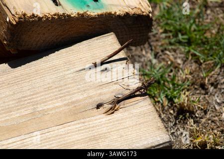 rusted nail bursting through wood Stock Photo